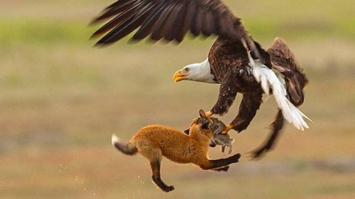 A Bald Eagle Swoops In and Snatches a Rabbit from a Fox.