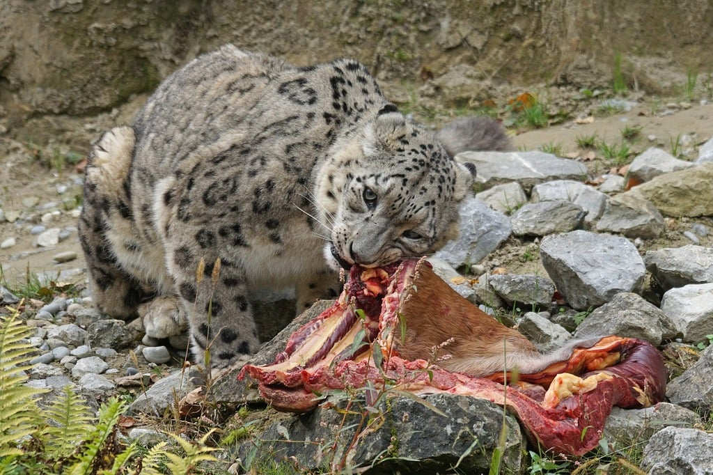 Snow leopard having a snack