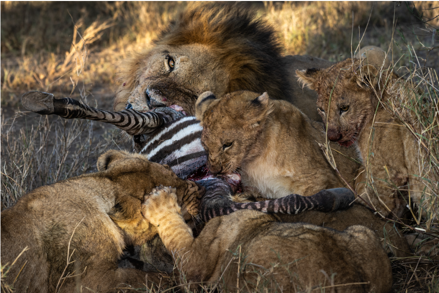 Lion cubs sharing a meal with the rest of the pride