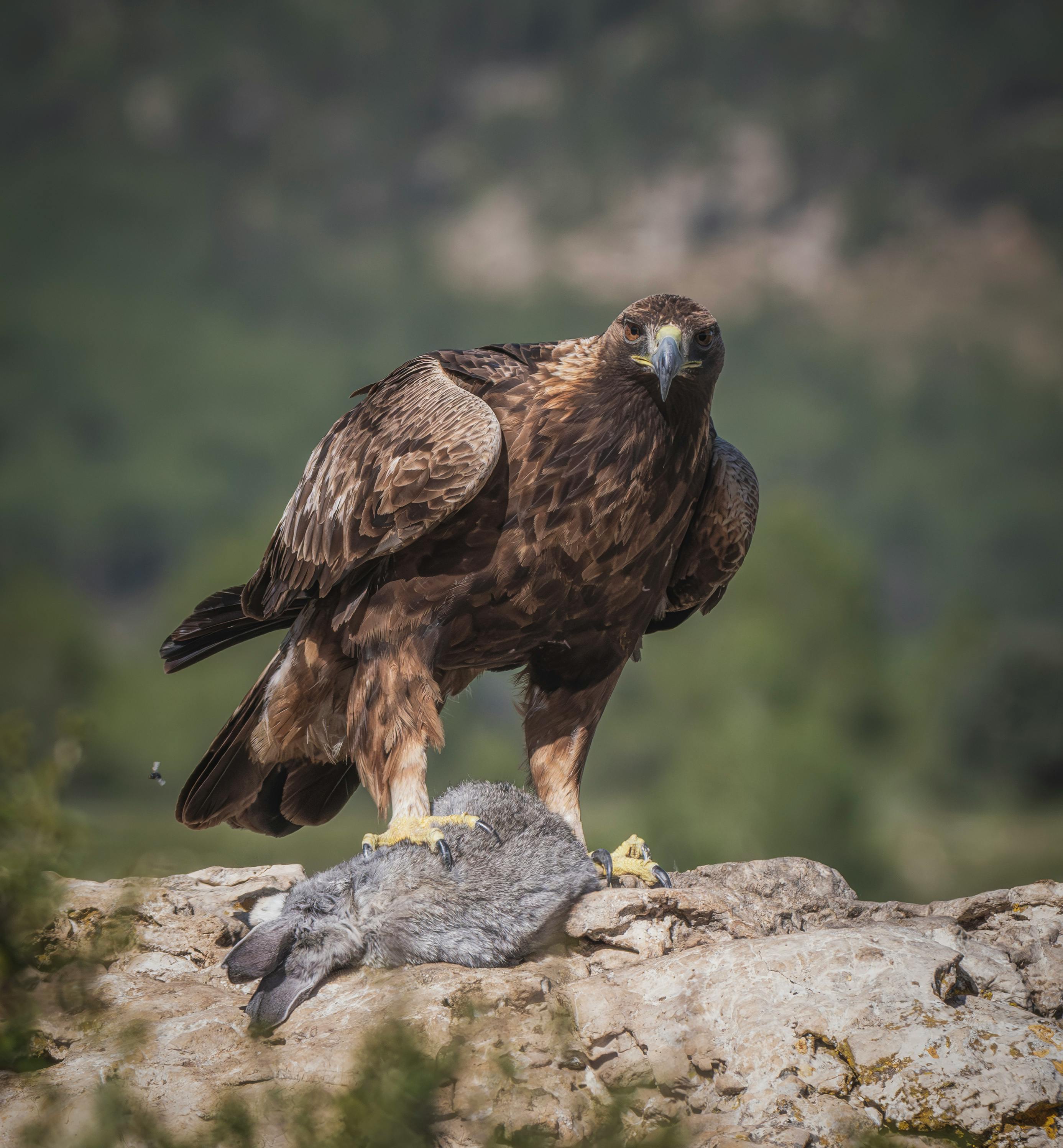 Eagle after taking down a rabbit