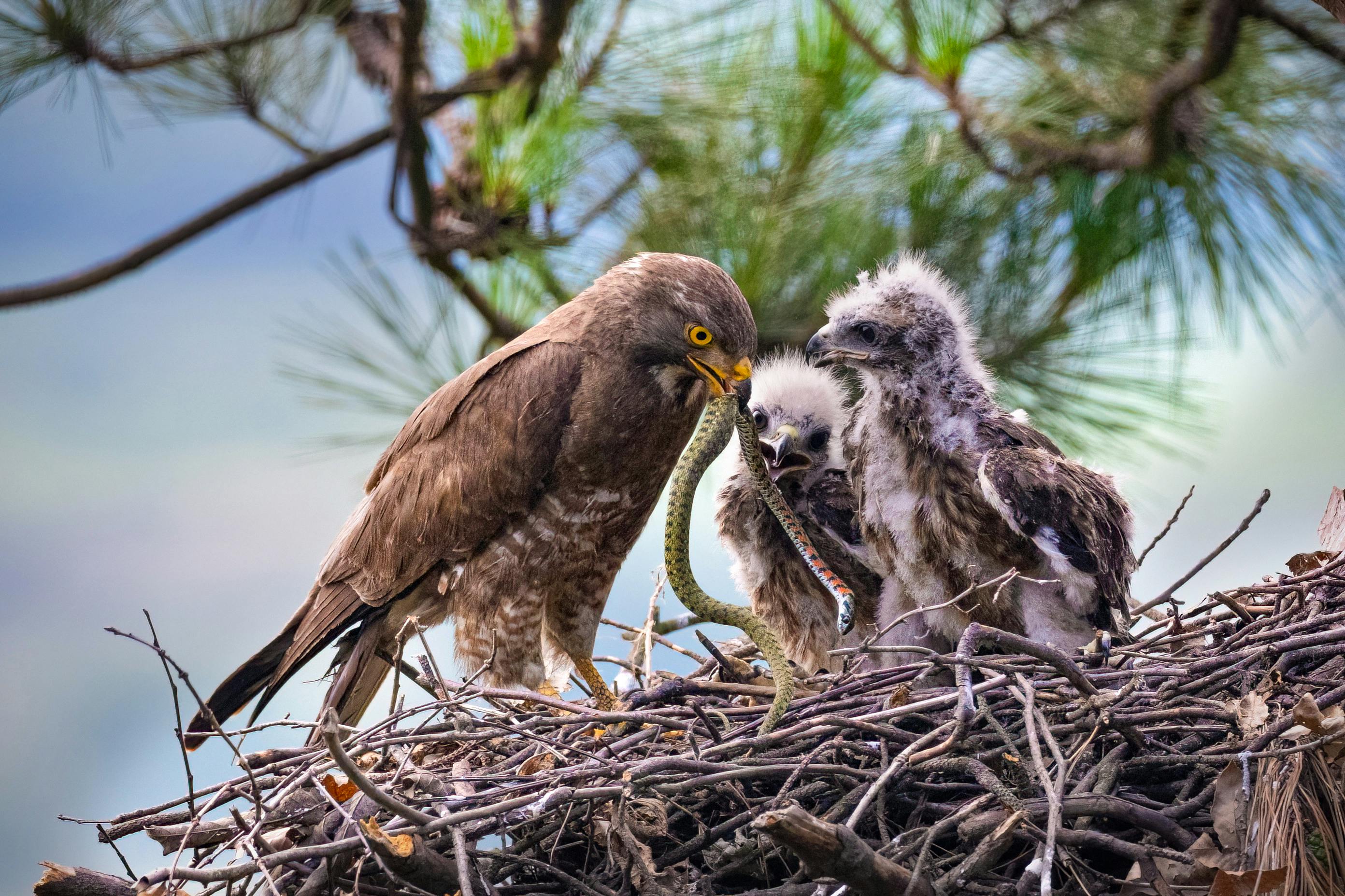 Eagle feeding a Snake to its babies