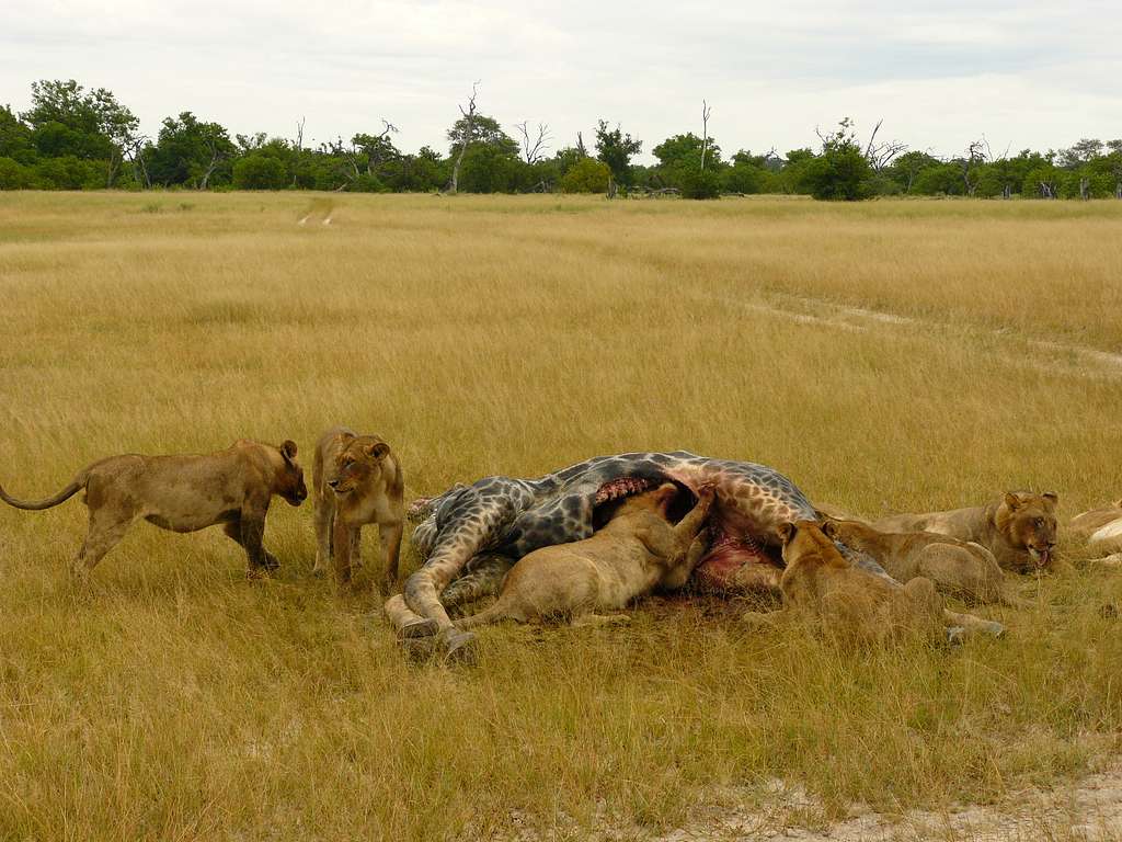Lion eating giraffe ribs from the inside