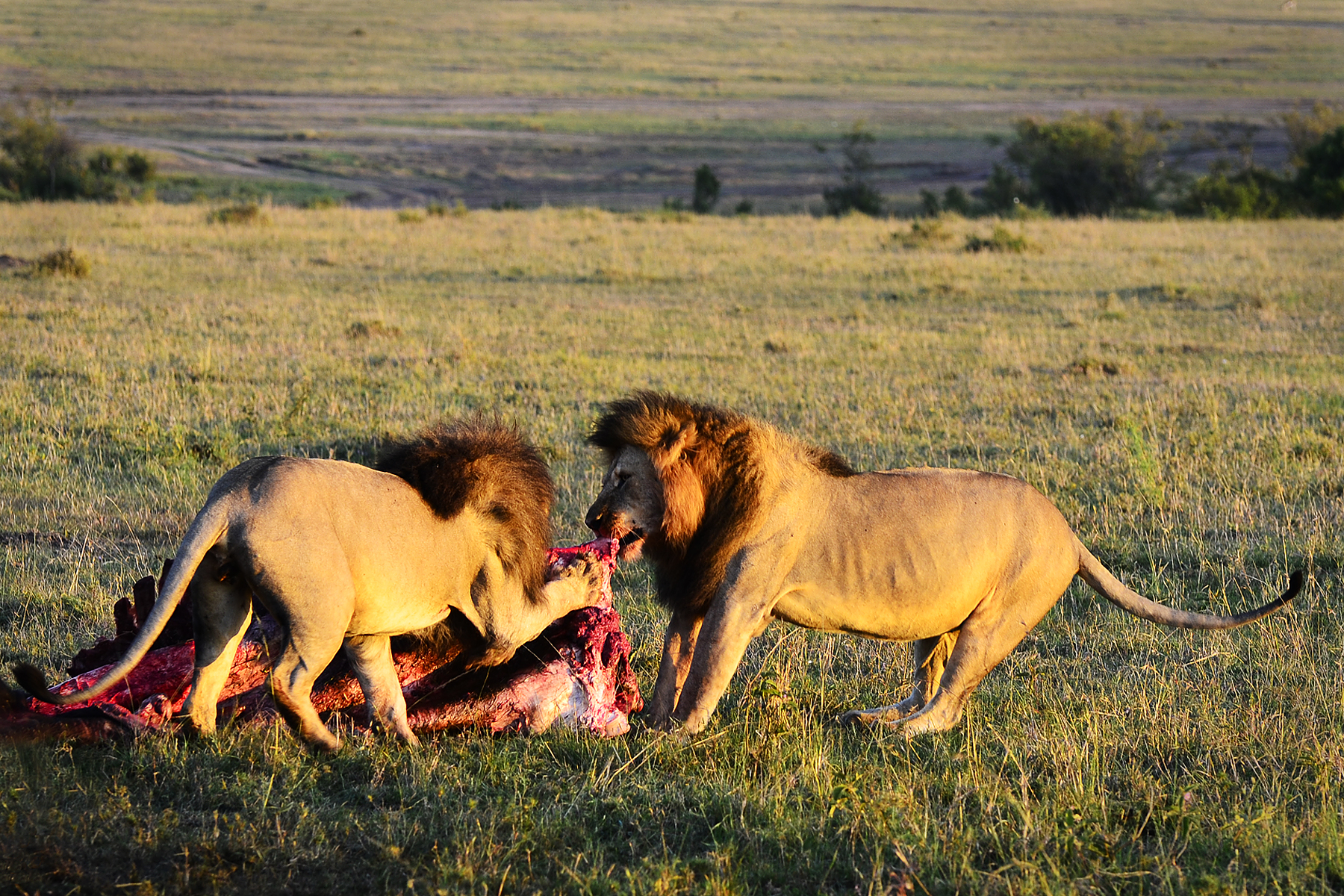 Two male lions feeding on a buffalo. It's unusual for two adult males to be in the same pride and being able to feed together. They are probably brothers and have grown up together, and thats why they tolerated each other