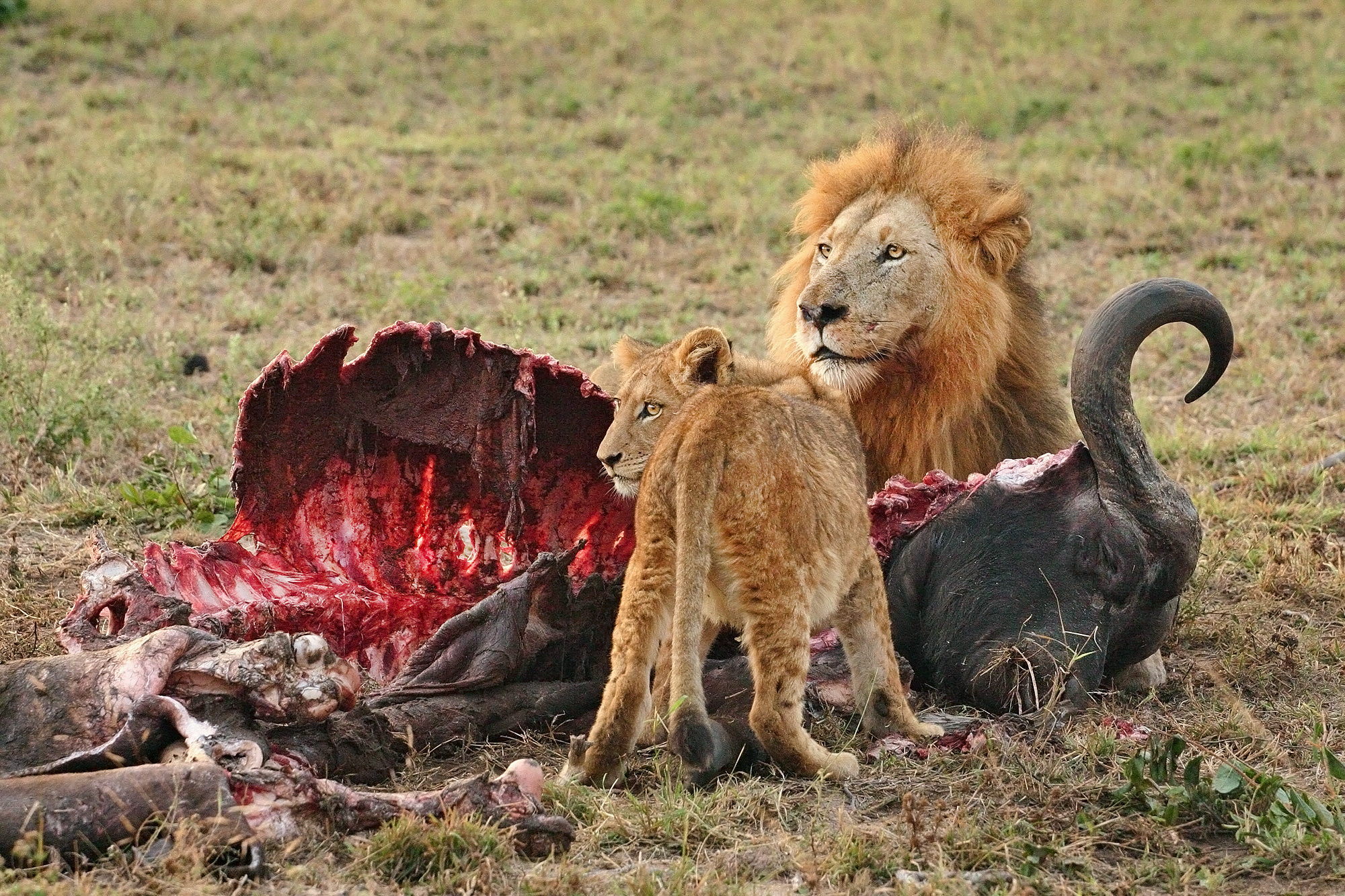 Male lion and a cub sharing a buffalo