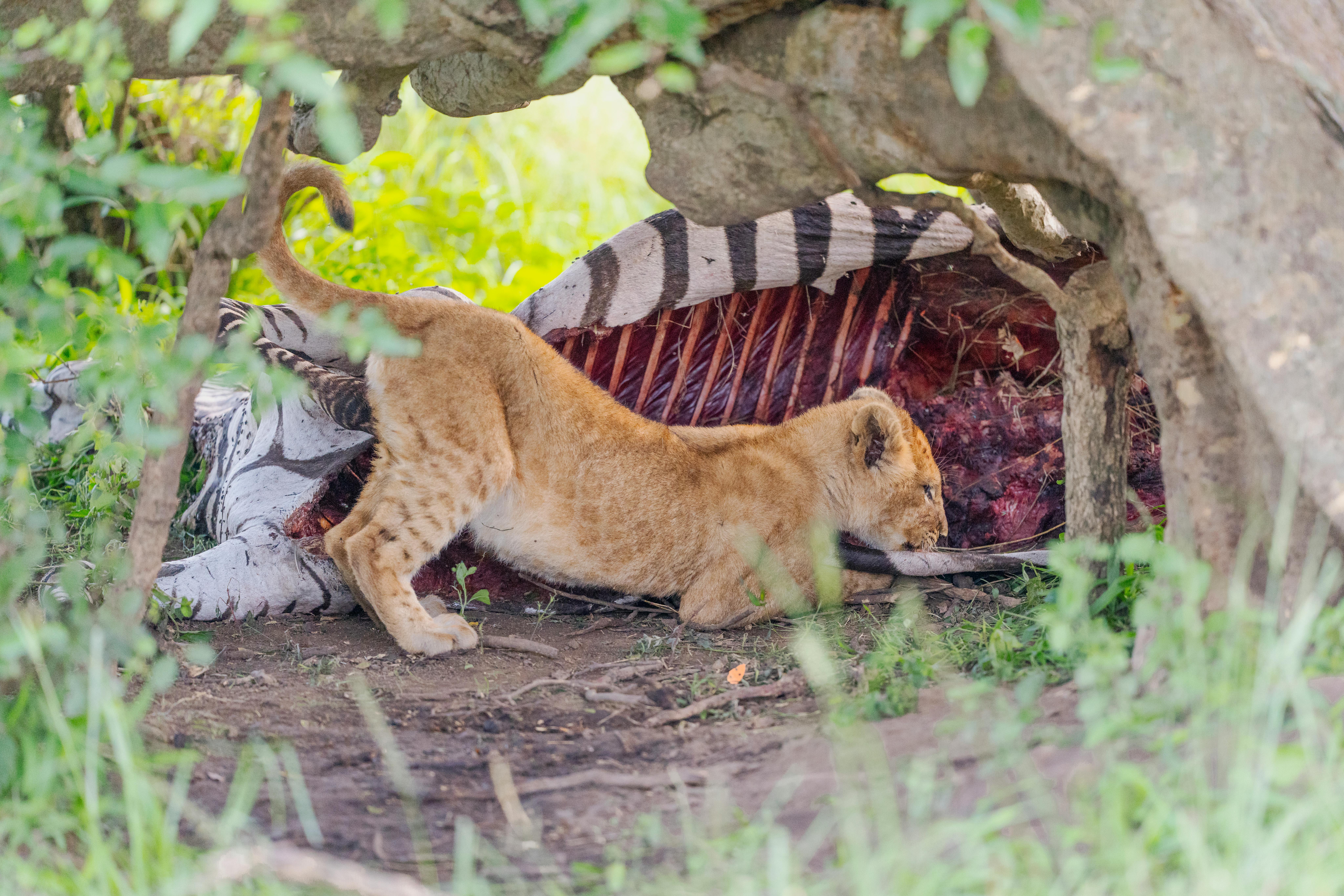 Lion cub snacking on Zebra ribs