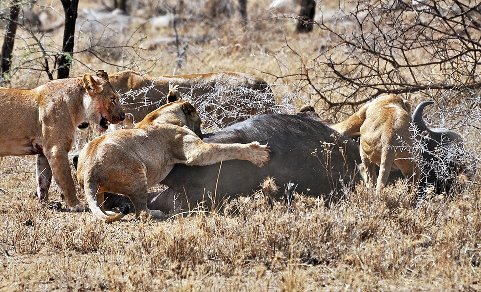 Pride of Lions taking down a Cape Buffalo