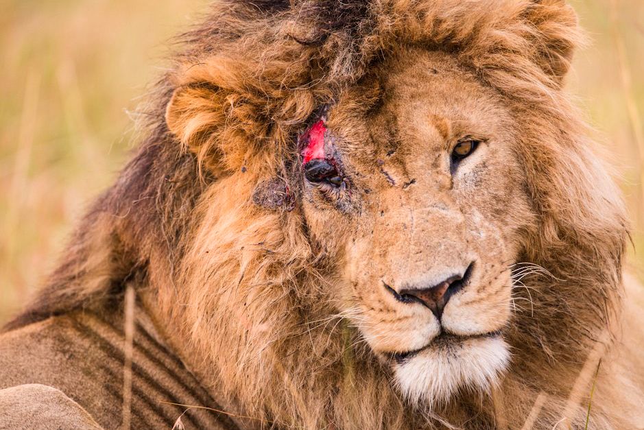 Male lion with an injured face and eye