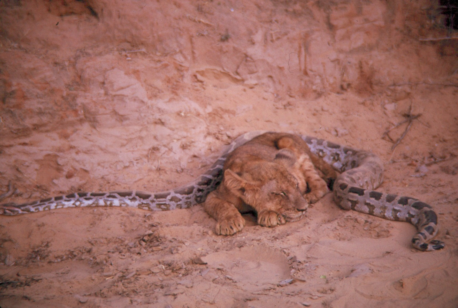 When apex predators meet cold-blooded killers