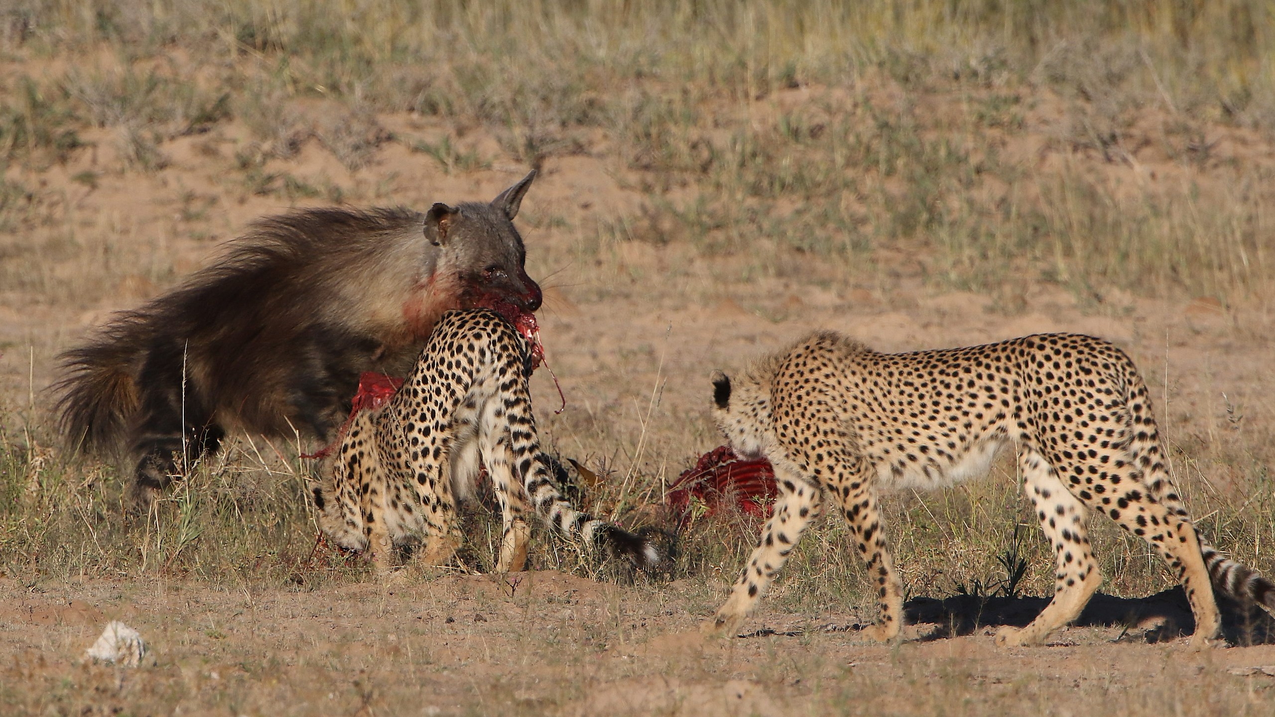 Hyena stealing food from a group of Cheetahs
