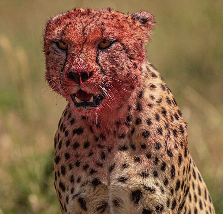 Survival is neither pretty nor gentle. It is raw, ruthless, and painted in the colors of conquest.