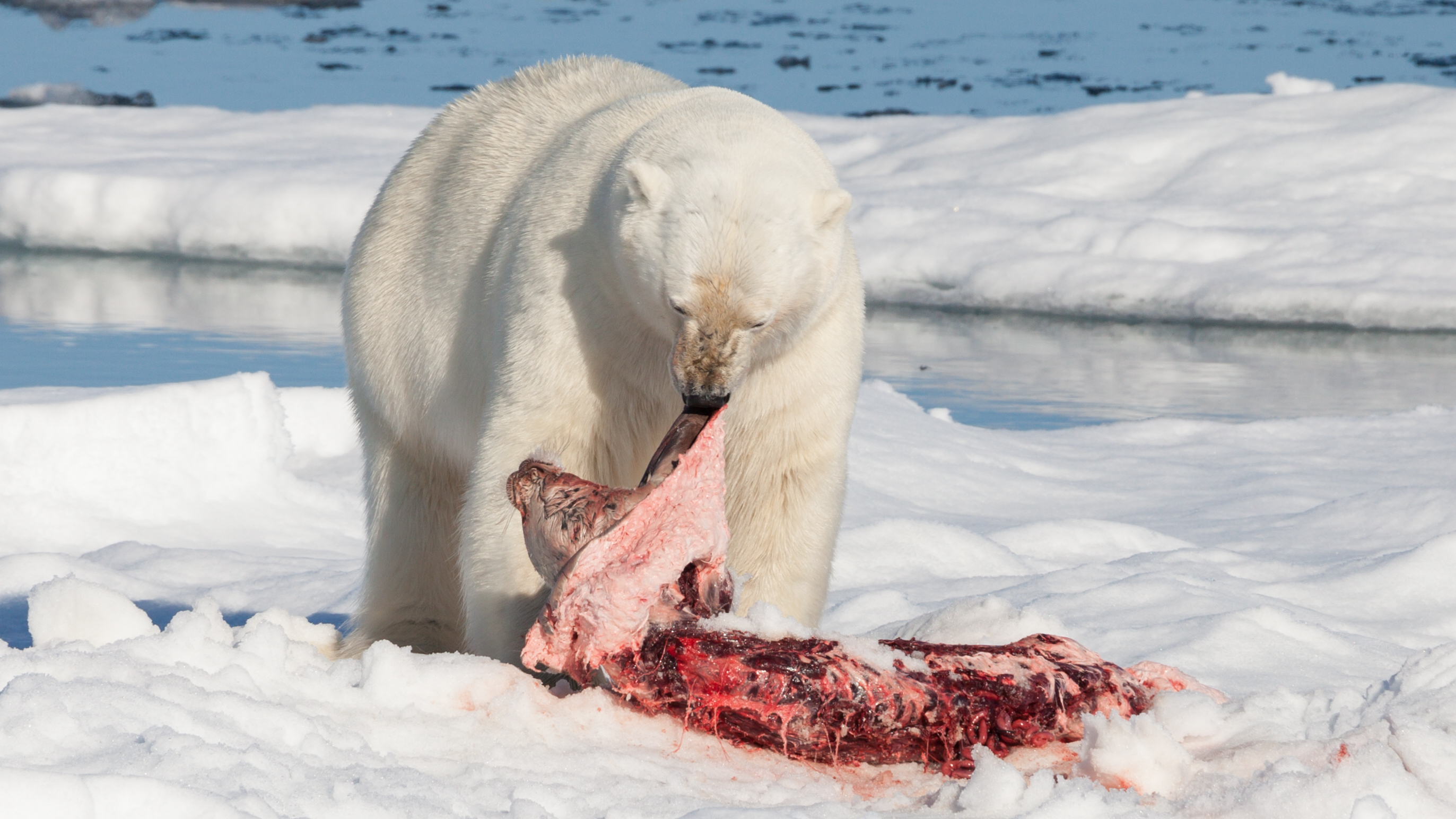 Polar bear feeding on a Bearded seal