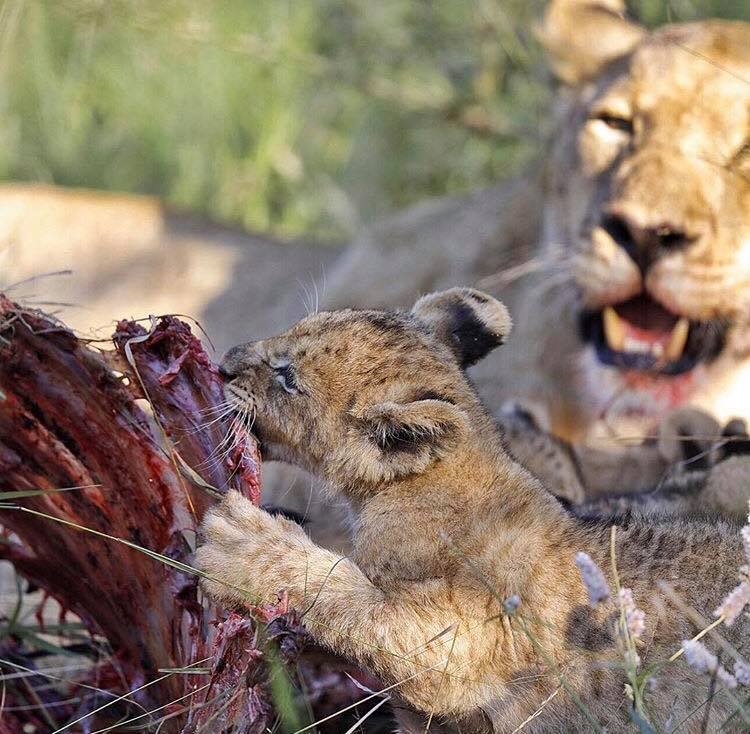 Lion cub chewing on some ribs